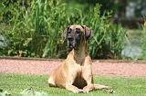 DOGUE ALLEMAND 845